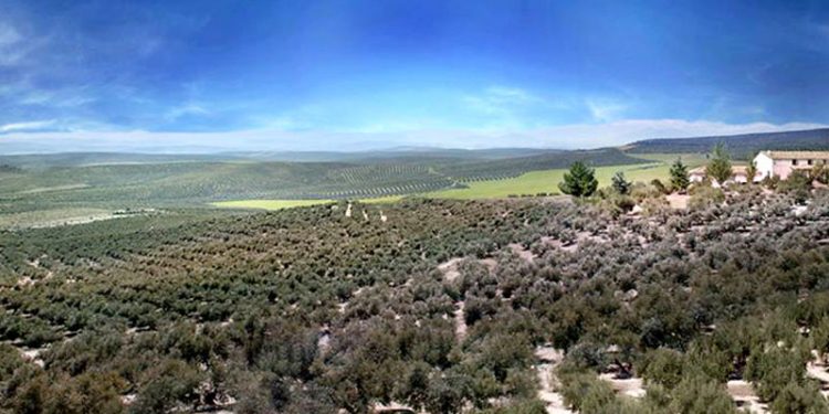 campo de olivos jaén