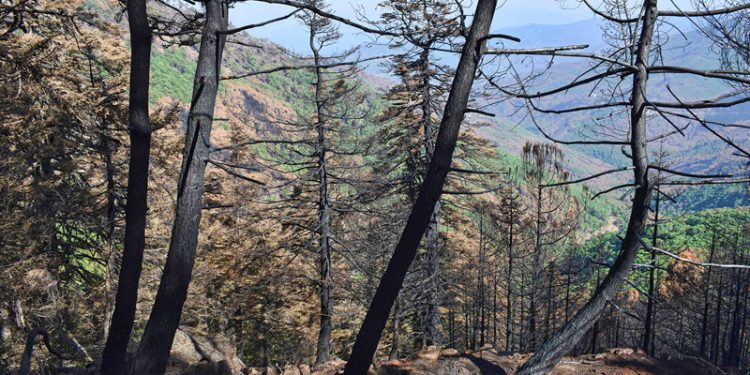 El Gobierno autoriza actuaciones de emergencia para mitigar el riesgo hidrológico de los terrenos afectados por el incendio forestal de Sierra Bermeja II