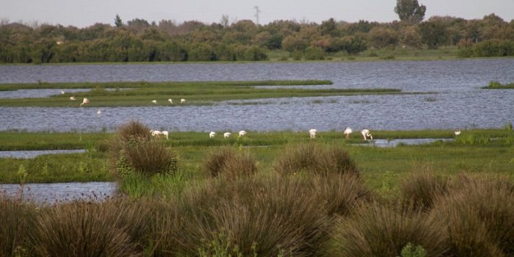 Doñana Agua
