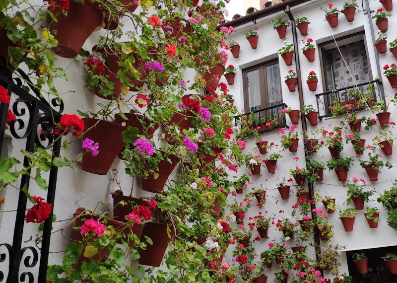Comienza el Festival de los Patios de Córdoba