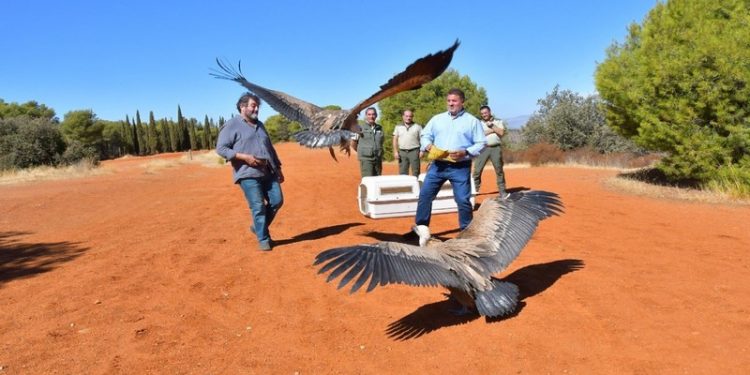 Suelta Buitres Leonado Granada