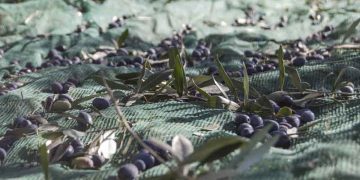 recogida aceituna olivar jaen