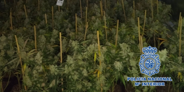 Detenidos en Málaga con 436 plantas de marihuana en su casa