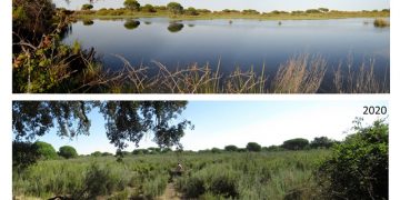 La PDL de PP y Vox «es muy negativa» para Doñana y puede colocarla en «una situación irreversible»