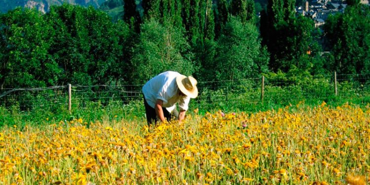 Europa flexibiliza el acceso a las ayudas a viticultores y organizaciones de productores de frutas y hortalizas afectados por la sequía