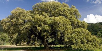 Una encina de Coripe es elegida como el árbol más bonito de España