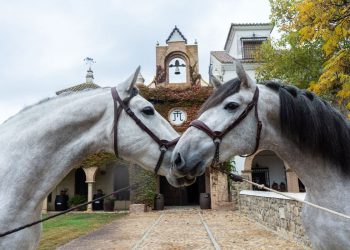 EXTREMUM FEST, el maridaje perfecto entre vacuno, vino y arte ecuestre