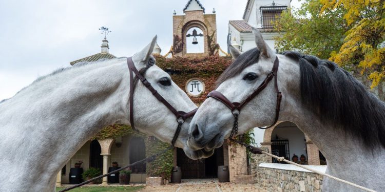 EXTREMUM FEST, el maridaje perfecto entre vacuno, vino y arte ecuestre