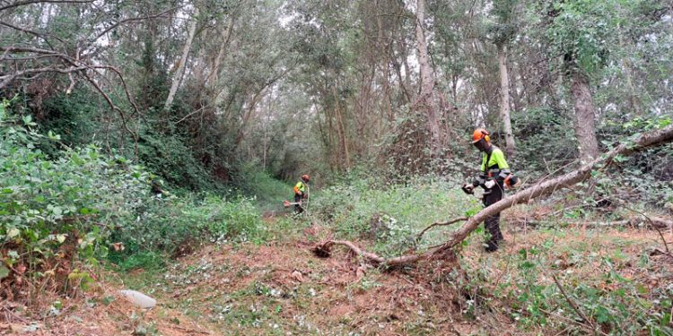 La CHG inicia la conservación de cauces en la zona de Sevilla