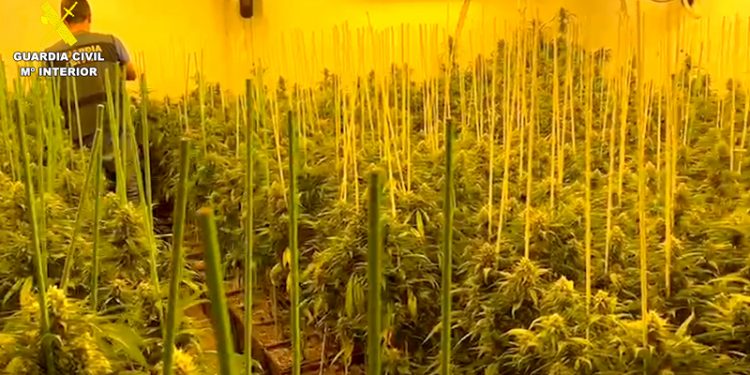 La Guardia Civil detiene en Córdoba a 26 personas por tráfico de drogas y tenencia ilícita de armas