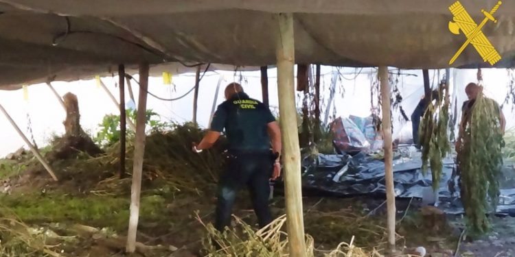 Encuentran 1.300 plantas de marihuana en Gérgal, Almería