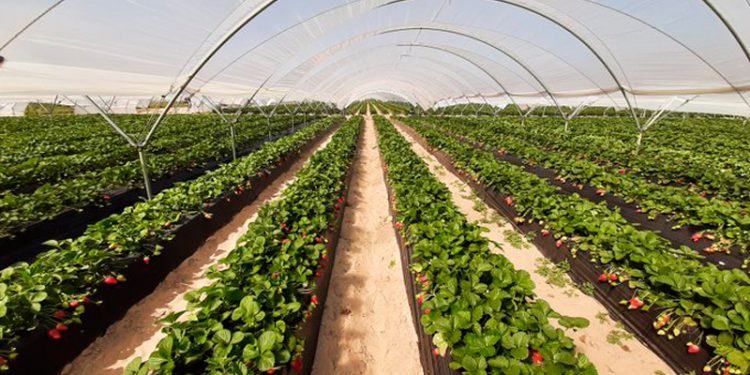 Los titulares de la Masa de Agua Subterránea ‘La Rocina’ votarán los estatutos y reglamentos el 20 de noviembre