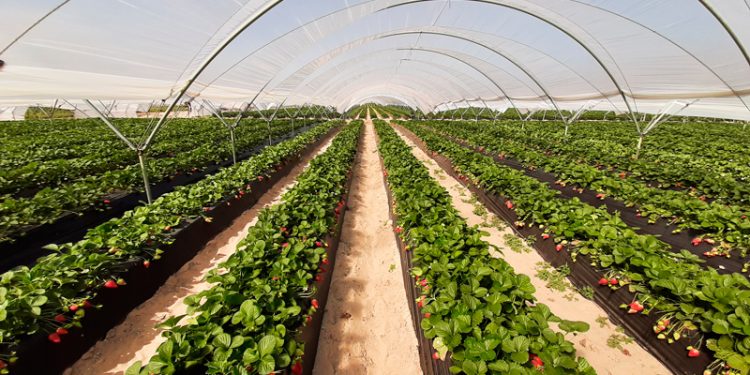 Los titulares de las Masas de Agua Subterránea Marismas y Almonte votarán sus estatutos