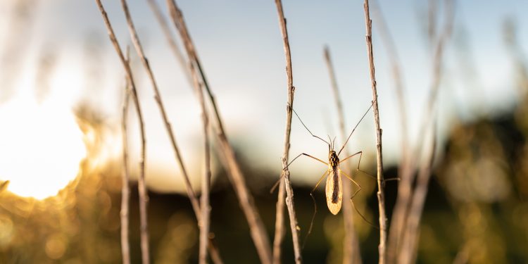 Comienza la campaña de fumigación contra el virus del Nilo en los arrozales de La Puebla del Río