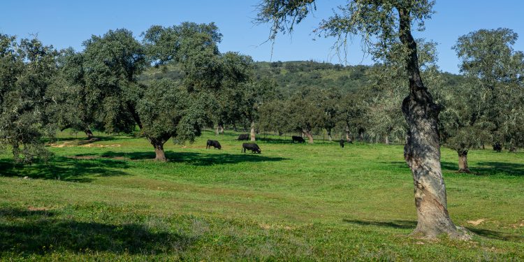 La Seguridad Social abona más de 10,3 millones de pensiones en marzo, con un gasto total de 13.492,5 millones de euros