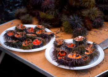 ERIZADA 2026, Cádiz