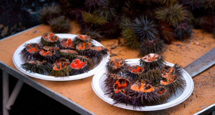 ERIZADA 2026, Cádiz