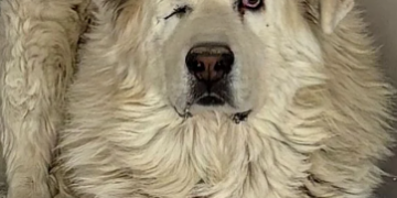 Continúa la búsqueda de Nieve, un perro desaparecido por el temporal en Dúdar