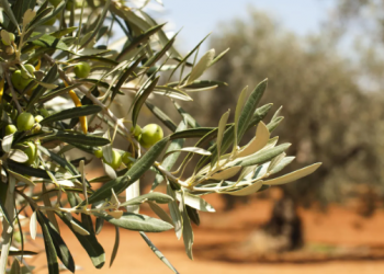 Temporal en Andalucía: agricultores granadinos alertan de pérdidas millonarias y el Gobierno amplía ayudas