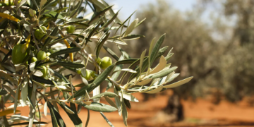 Temporal en Andalucía: agricultores granadinos alertan de pérdidas millonarias y el Gobierno amplía ayudas