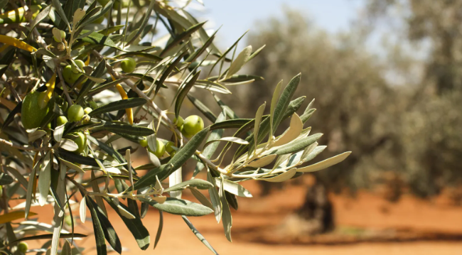 Temporal en Andalucía: agricultores granadinos alertan de pérdidas millonarias y el Gobierno amplía ayudas