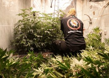 Macrooperación antidroga en Granada: 5.600 plantas y tres detenidos en Cartuja