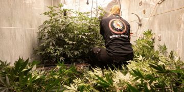 Macrooperación antidroga en Granada: 5.600 plantas y tres detenidos en Cartuja