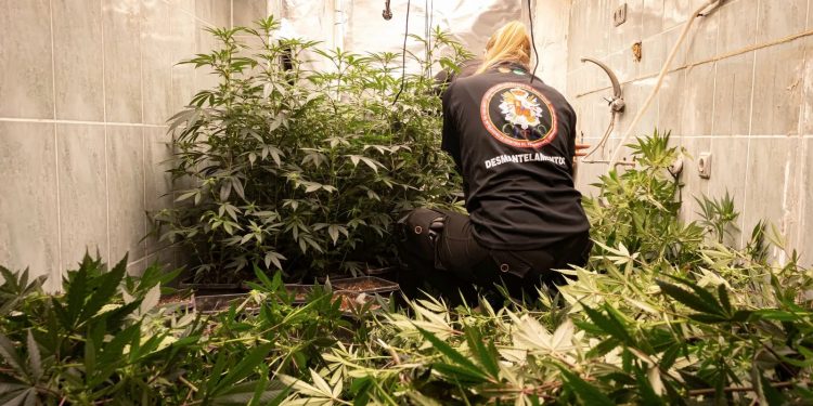 Macrooperación antidroga en Granada: 5.600 plantas y tres detenidos en Cartuja