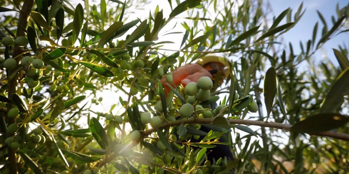 El comercio entre España y EE. UU. pone en juego miles de millones… y Andalucía está en el centro del tablero