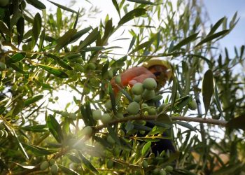 El comercio entre España y EE. UU. pone en juego miles de millones… y Andalucía está en el centro del tablero