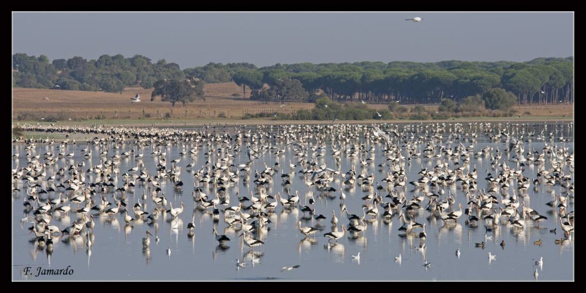 Conoce este municipio sevillano que cuenta un parque lagunar de más de 600 hectáreas
