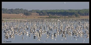Conoce este municipio sevillano que cuenta un parque lagunar de más de 600 hectáreas