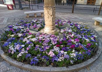 Jaén se llena de color con la plantación de más de 6.000 flores de temporada primavera-verano