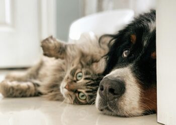 La UE endurece las normas para dueños de perros y gatos desde abril de 2026: estos son los nuevos requisitos