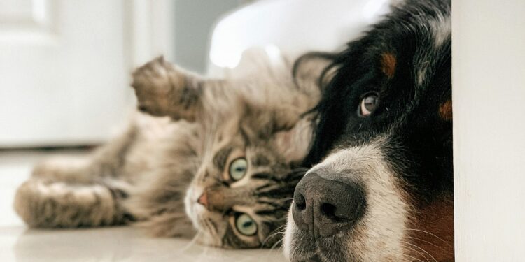 La UE endurece las normas para dueños de perros y gatos desde abril de 2026: estos son los nuevos requisitos