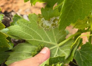 El Condado de Huelva activa la alerta por mildiu tras detectar los primeros focos en el viñedo