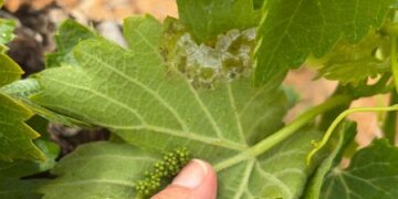 El Condado de Huelva activa la alerta por mildiu tras detectar los primeros focos en el viñedo