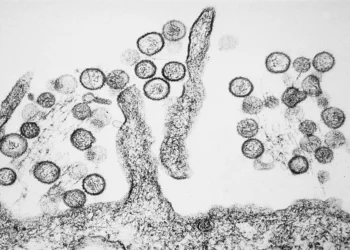 Brote de hantavirus en un crucero desata una crisis sanitaria internacional tras tres muertes en el Atlántico