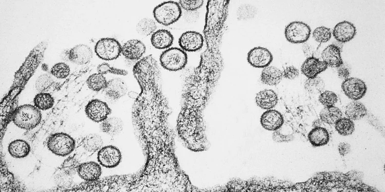 Brote de hantavirus en un crucero desata una crisis sanitaria internacional tras tres muertes en el Atlántico