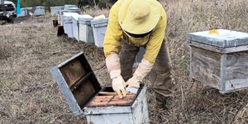 Cádiz intensifica la lucha contra el avispón oriental, una amenaza creciente para la apicultura y la biodiversidad