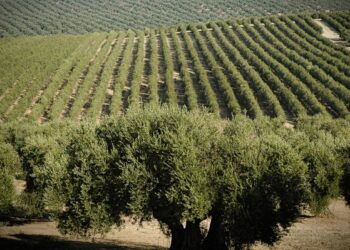 Cultivos agrícolas en Andalucía ante el debate sobre la futura PAC en Andalucía
