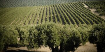 Cultivos agrícolas en Andalucía ante el debate sobre la futura PAC en Andalucía