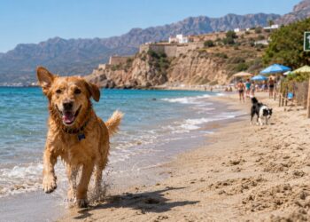 Las mejores playas pet friendly de Andalucía para disfrutar del verano con tu perro en 2026