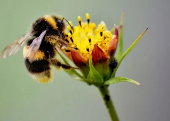 Las nuevas praderas para restaurar la biodiversidad se convierten en un refugio para abejas y mariposas