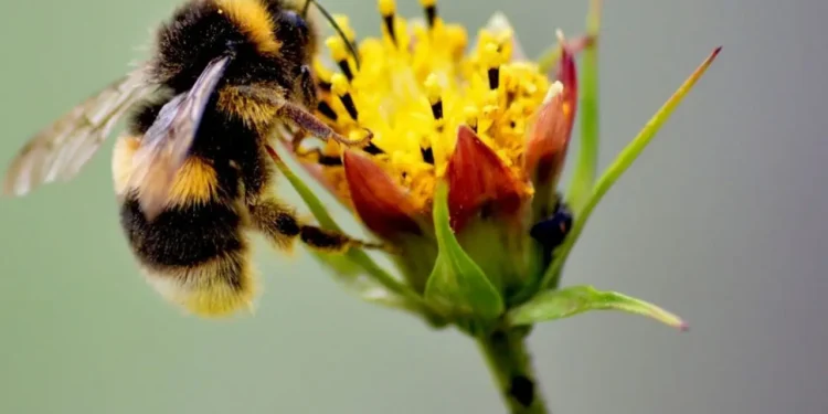 Las nuevas praderas para restaurar la biodiversidad se convierten en un refugio para abejas y mariposas