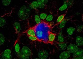 Un hallazgo científico abre una nueva esperanza contra el alzhéimer: una molécula logra “reprogramar” las defensas del cerebro