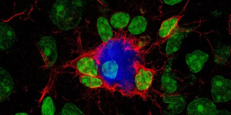 Un hallazgo científico abre una nueva esperanza contra el alzhéimer: una molécula logra “reprogramar” las defensas del cerebro