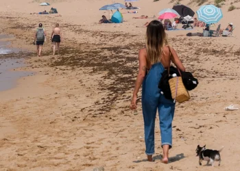 El alga asiática vuelve a las playas de Cádiz y reabre un problema ambiental que ya afecta al turismo y la pesca