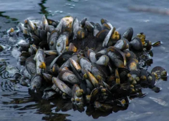 Un adhesivo inspirado en los mejillones da un paso decisivo para sustituir los puntos de sutura