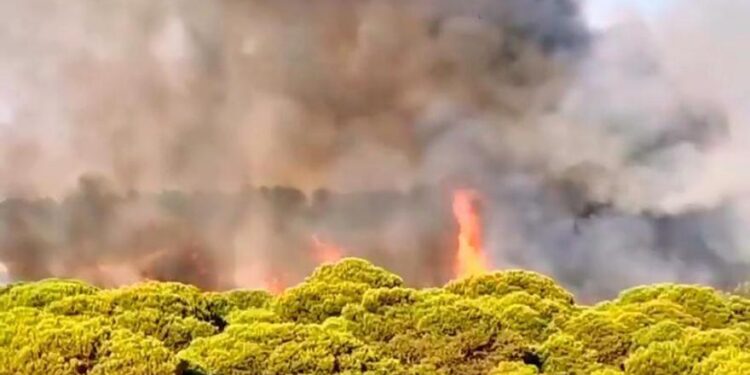 Declarado un incendio forestal junto a una urbanización de Lepe que obliga a activar el Plan de Emergencias
